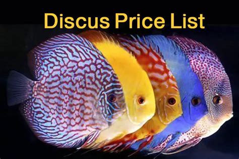 discus price philippines|The Price is Right: Decoding the Cost of Discus Fish in the .